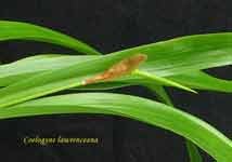 CoelogyneLawrenceana013.jpg