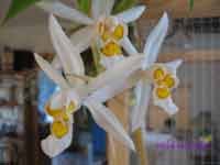 CoelogyneNitida33MM.jpg