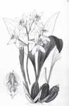 CoelogyneOchracea1846.jpg