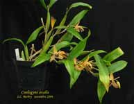 CoelogyneOvalis014.jpg