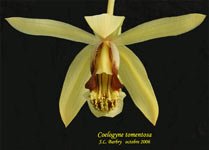 tomentosa