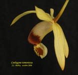 CoelogyneTomentosa963.jpg