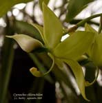 chlorochilon