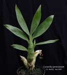 CycnochesPeruvianum150.jpg