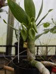 CycnochesPeruvianum240.jpg