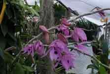 DendrobiumAnosmumUB.jpg
