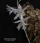 DendrobiumAphyllum178.jpg