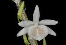 DendrobiumCretaceumLG.jpg