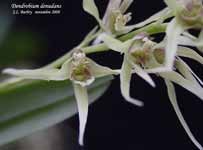 DendrobiumDenudans567.jpg