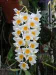 DendrobiumFarmeriiCN1.jpg
