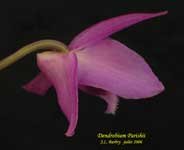 DendrobiumParishii662.jpg