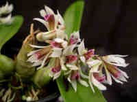 DendrobiumPeguanumMA.jpg