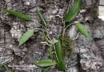 DendrobiumPugioniforme423.jpg