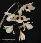 DendrobiumPulchellum286.jpg