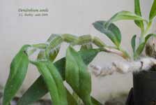 DendrobiumSenile446.jpg