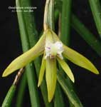striolatum