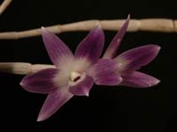 DendrobiumVictoriaReginaeAMG.jpg
