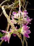 DendrobiumVictoriaReginaeMA.jpg