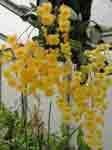 Dendrobium_aggregatum78.jpg