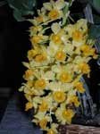 Dendrobium_densiflorumLJ.jpg