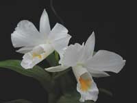 Dendrobium_formosumLJ.jpg