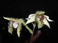 Dendrobium_macrophyllumLJ.jpg