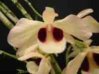 Dendrobium_pulchellum04_2.jpg