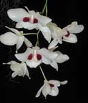 Dendrobium_pulchellumLJ.jpg