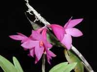 Dendrobium_sulawesianumLJ.jpg