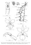 DimerandraEmarginata.jpg