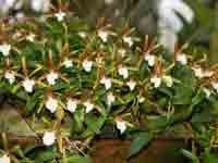 polybulbon