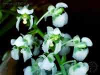 grandiflora