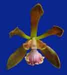 Encyclia_belizense_1052.jpg