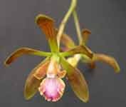 Encyclia_belizensis04.jpg