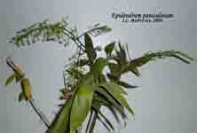 Epi_paniculatum.jpg