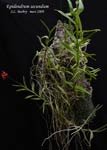 EpidendrElongatum921.jpg