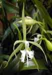 EpidendrumCiliareFR.jpg