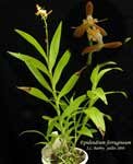 EpidendrumFerrugineum484.jpg