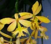 EpidendrumIbagueChM.jpg