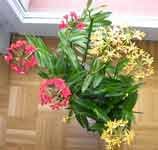 EpidendrumIbaguenseCN.jpg