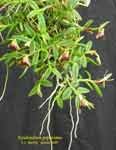 EpidendrumPeperomia246.jpg