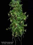 EpidendrumPeperomia679.jpg