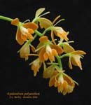 EpidendrumPolyanthum222.jpg