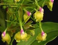 EpidendrumPseudepi491.jpg