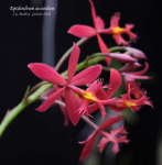 EpidendrumSecundum704.jpg
