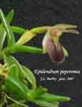 Epidendrum_peperomia_1455.jpg