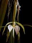 Epidendrumparkinsonianum.jpg