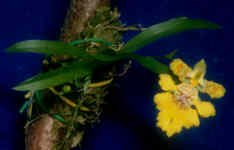 crista-galli
