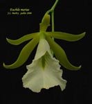 EuchileMariae_695.jpg