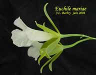 Euchile_mariae_1098.jpg